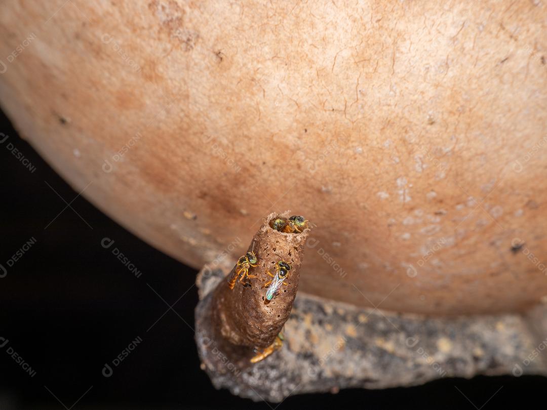 O jataí, Tetragonisca angustula, também chamado de jataí amarelo, abelha dourada, jati, abelhinha, martim-pescador