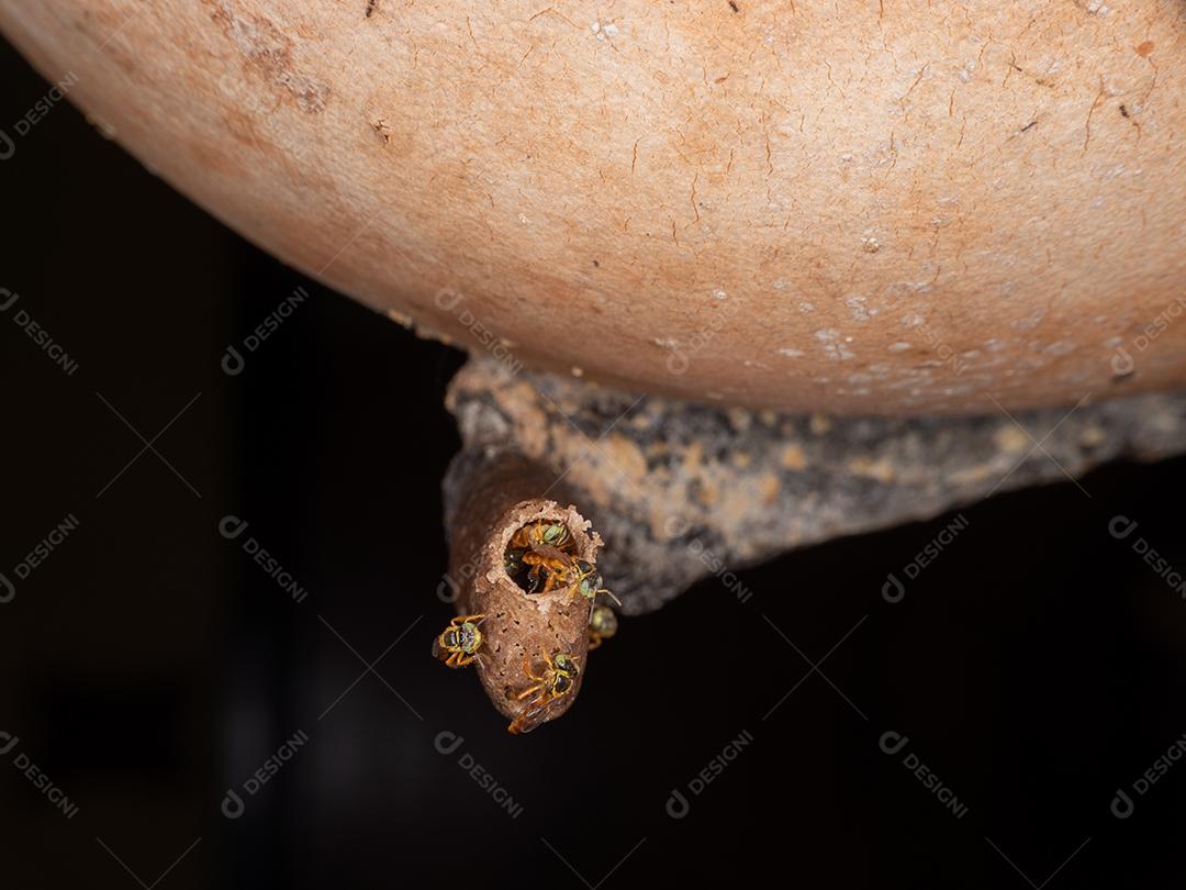 O jataí, Tetragonisca angustula, também chamado de jataí amarelo, abelha dourada, jati, abelhinha, martim-pescador