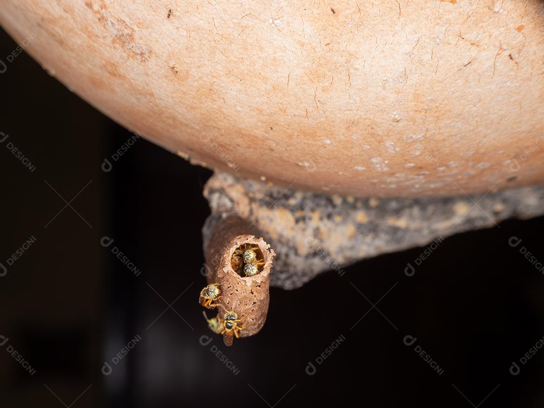 O jataí, Tetragonisca angustula, também chamado de jataí amarelo, abelha dourada, jati, abelhinha, martim-pescador