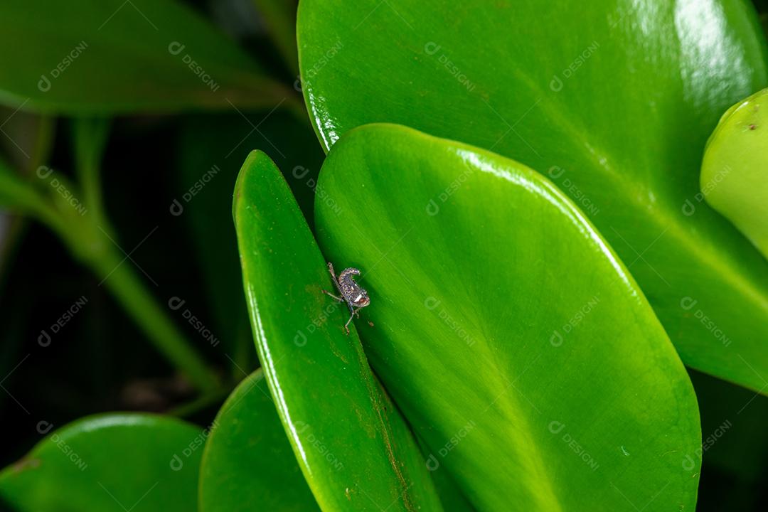 linda macro inseto colorida.