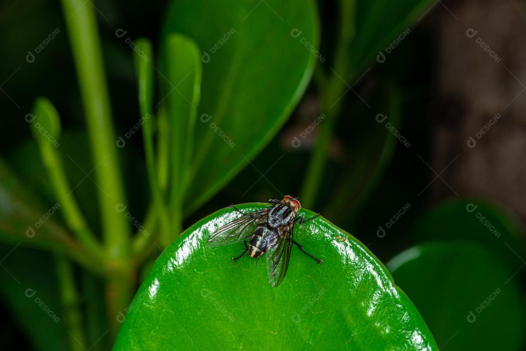 linda macro inseto colorida.