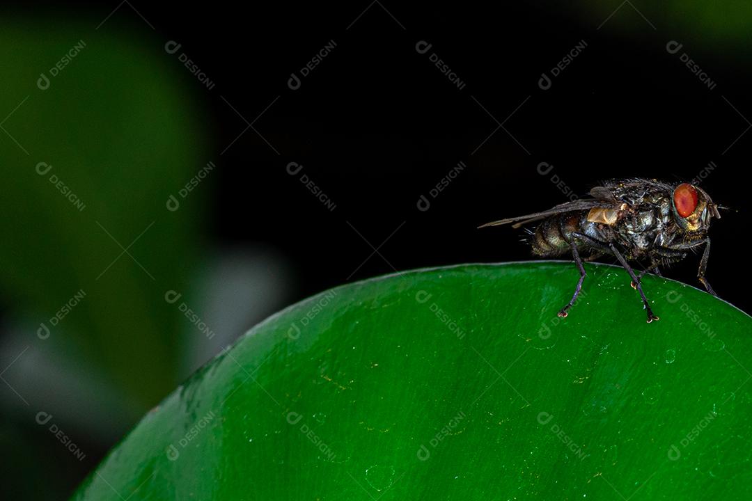 Foto macro de musca domestica, também conhecida como mosquito, mosca, mosca doméstica, mosca