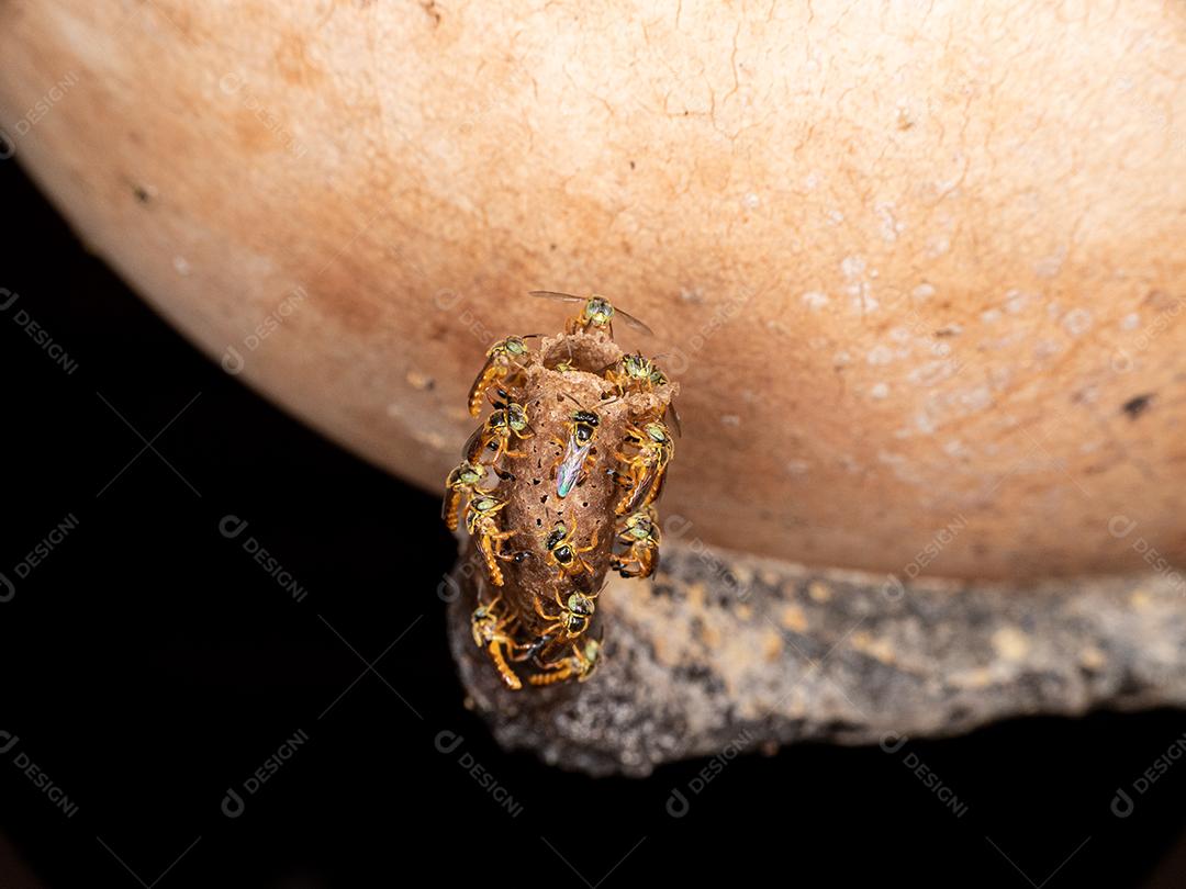 O jataí, Tetragonisca angustula, também chamado de jataí amarelo, abelha dourada, jati, abelhinha, martim-pescador