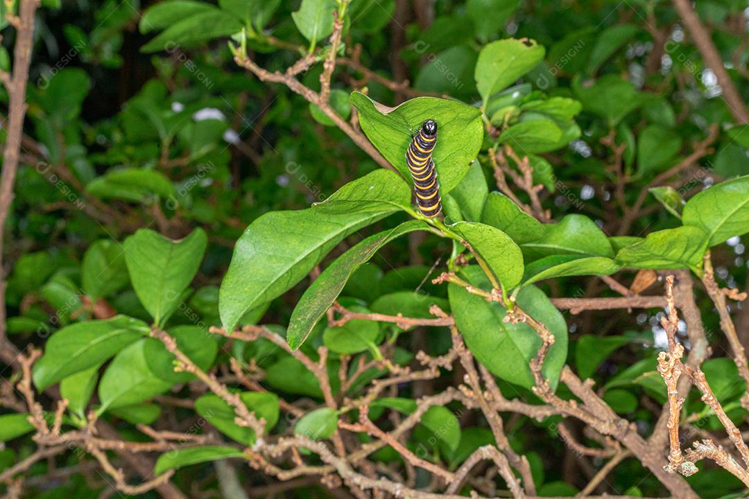 Foto macro de lagarta se alimentando de folhas de uma árvore de manaca.