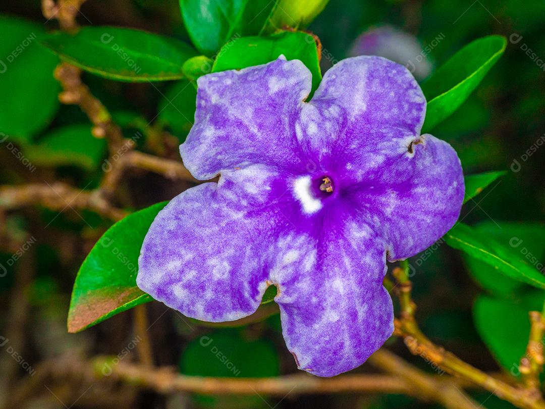 Fotos macro de cheirar a lagarta da borboleta de manaca, verme ..