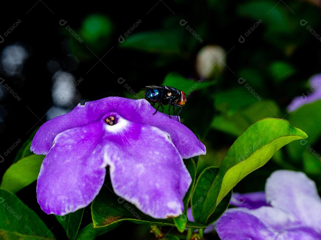 Fotos macro de insetos brasileiros.