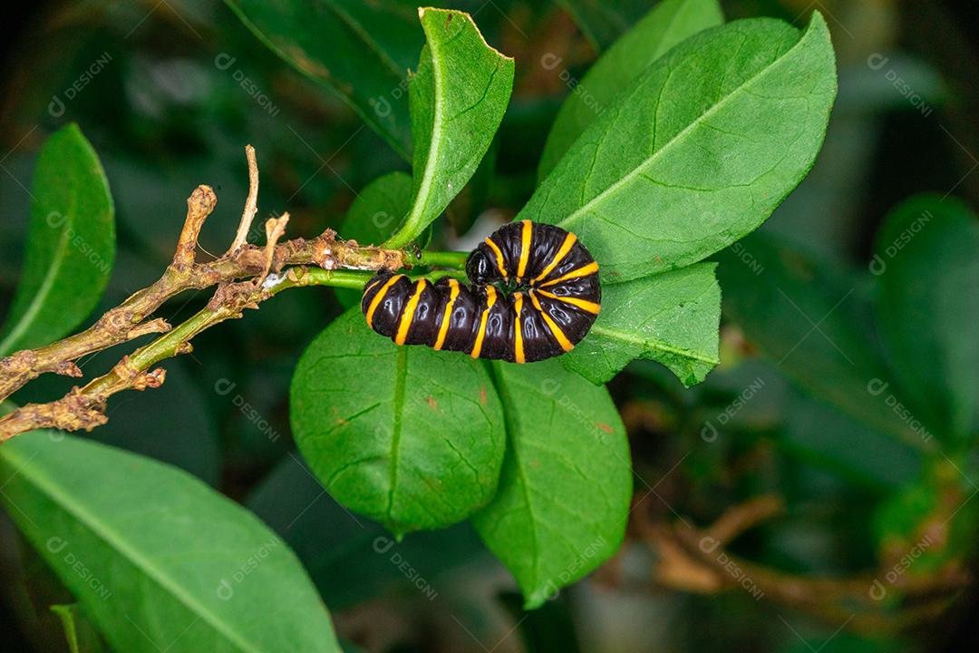 Foto macro de lagarta se alimentando de folhas de uma árvore de manaca.