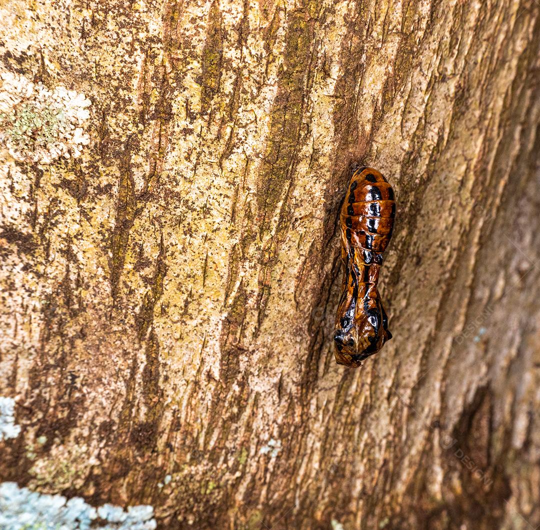 Fotos macro dos casulos da borboleta amarela de Manaca.