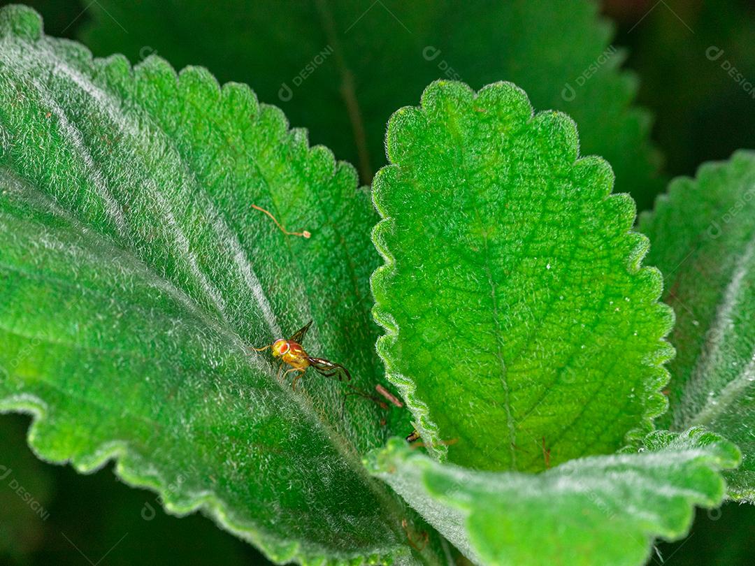 linda macro inseto colorida.