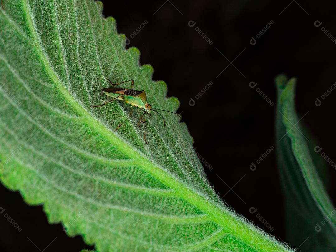 linda macro inseto colorida.