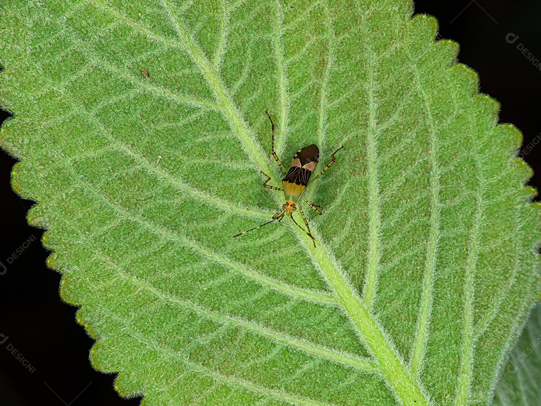 linda macro inseto colorida.