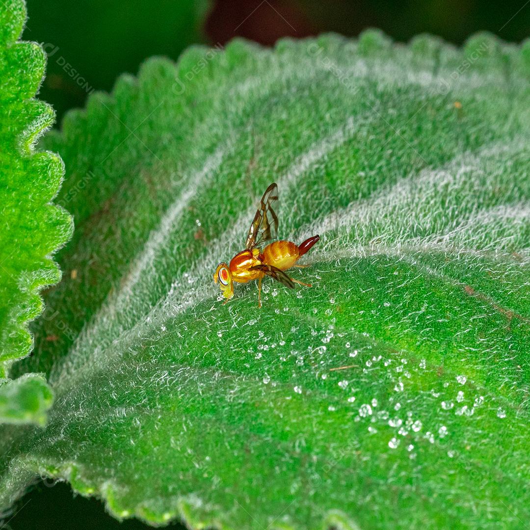 linda macro inseto colorida.