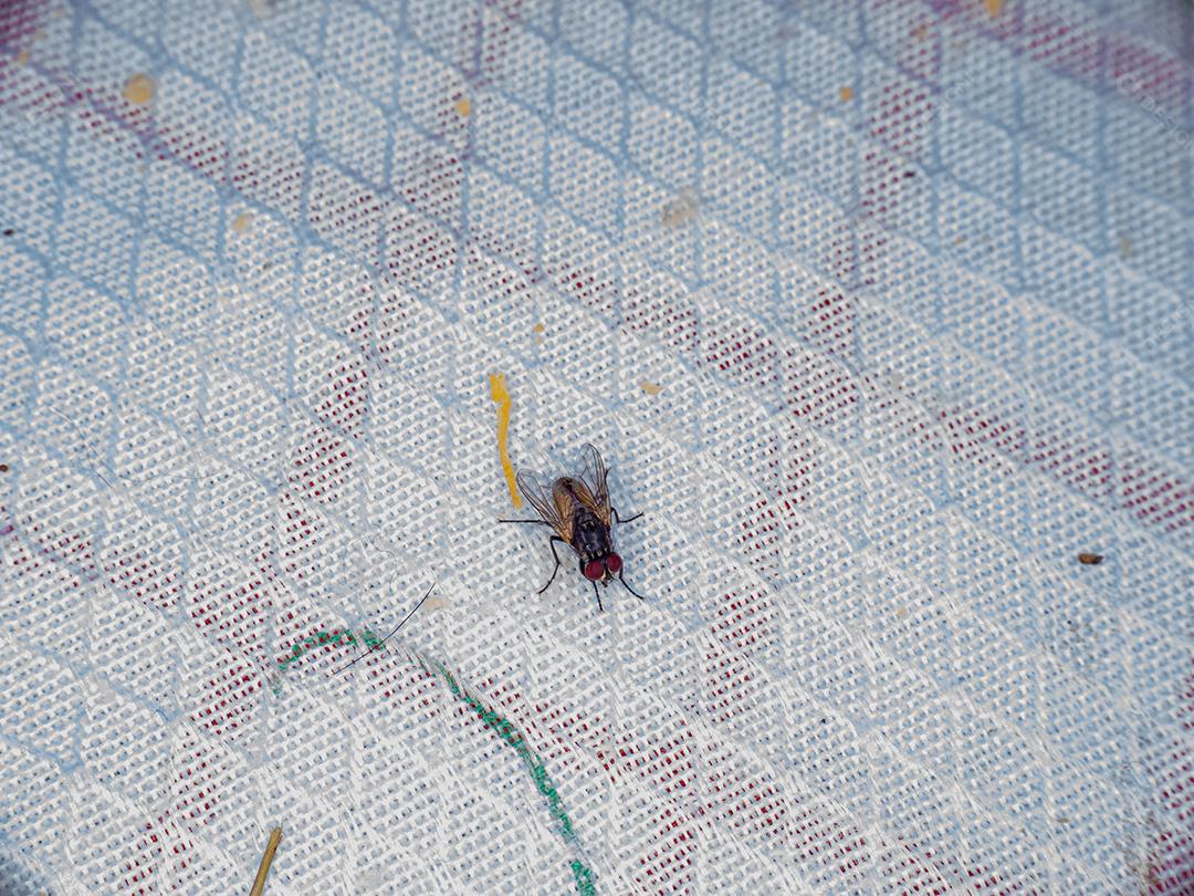 Foto macro de musca domestica, também conhecida como mosquito, mosca, mosca doméstica