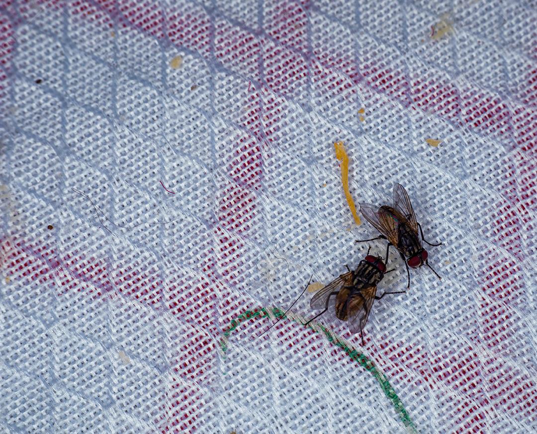 Foto macro de musca domestica, também conhecida como mosquito, mosca, mosca doméstica