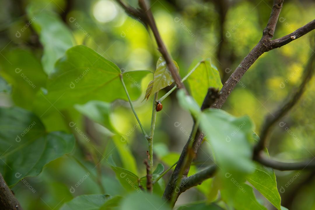 Esta planta vermelha chamada urucum é originária dos índios, que usavam suas sementes para pintar