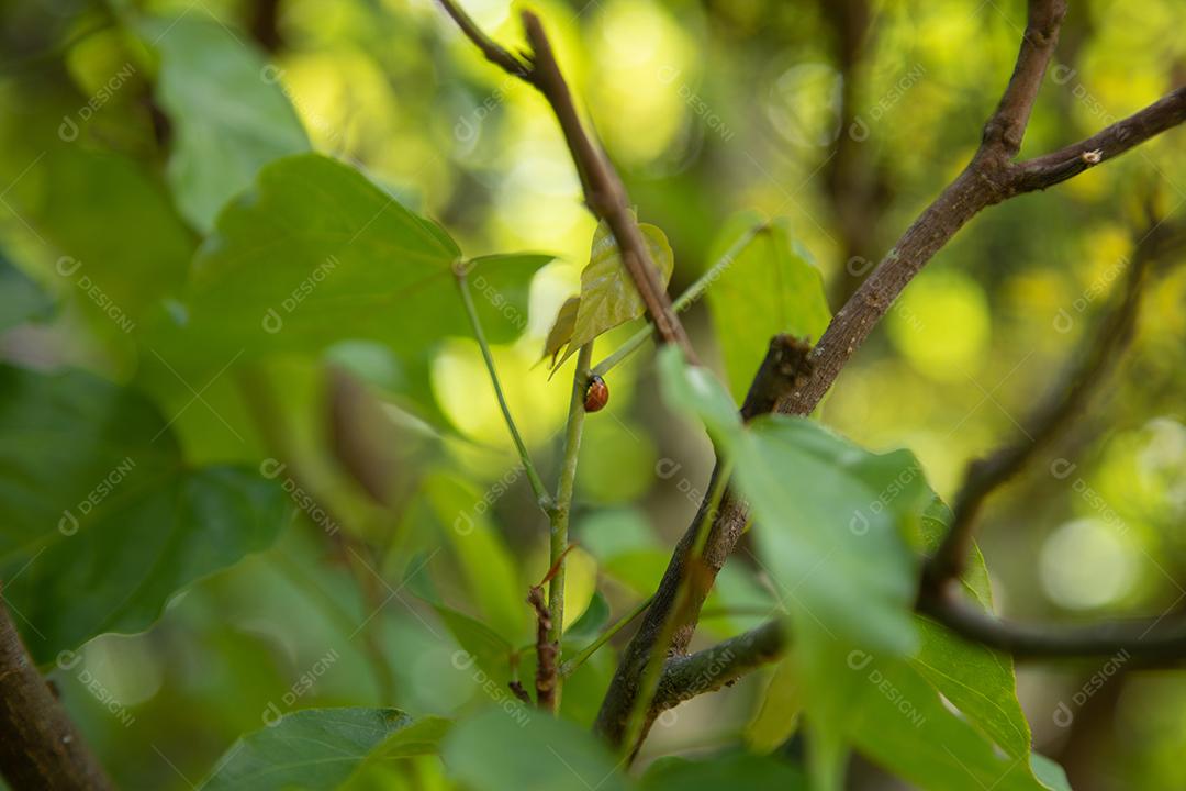 Esta planta vermelha chamada urucum é originária dos índios, que usavam suas sementes para pintar