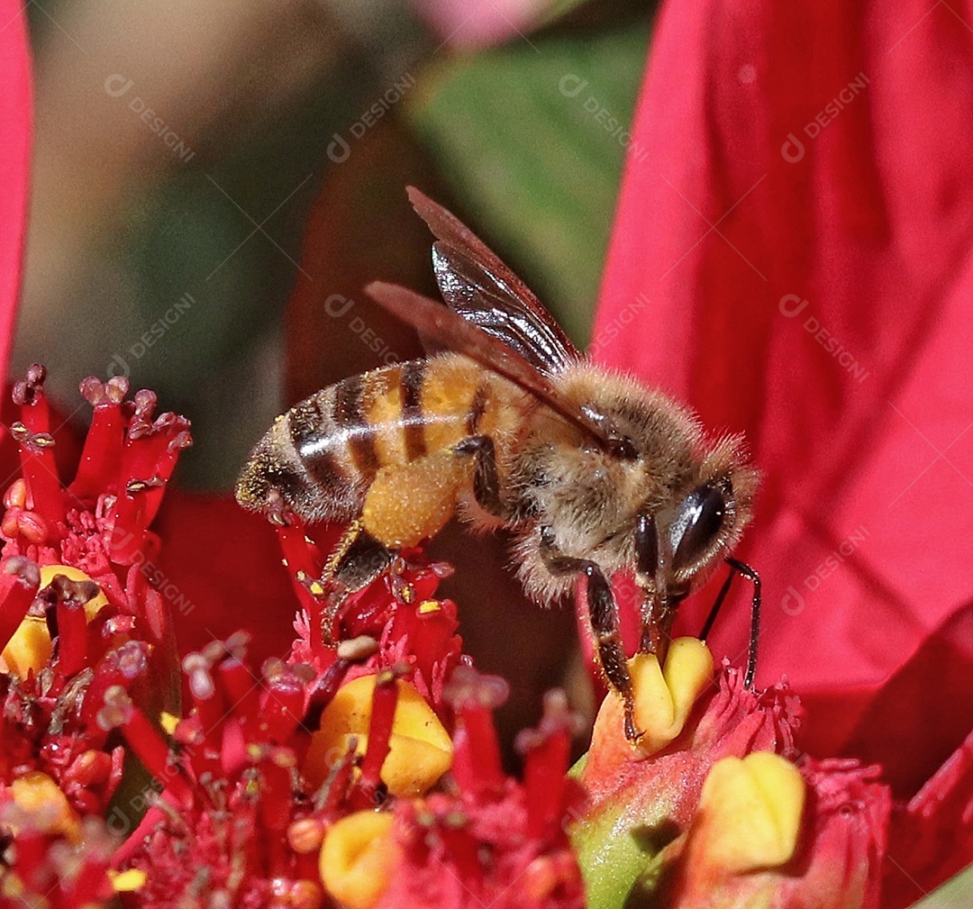 inseto sobre floresta.