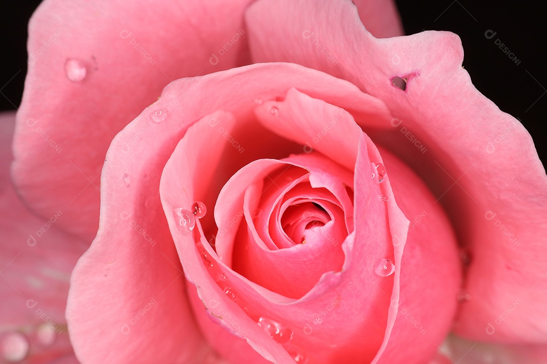 Linda flor rosa sobre floresta.