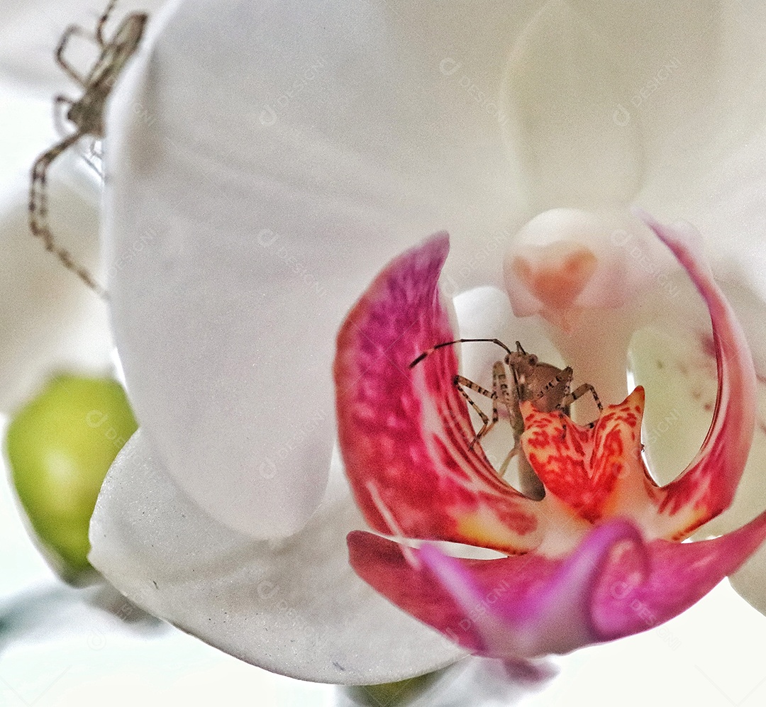 Inseto sobre floresta.