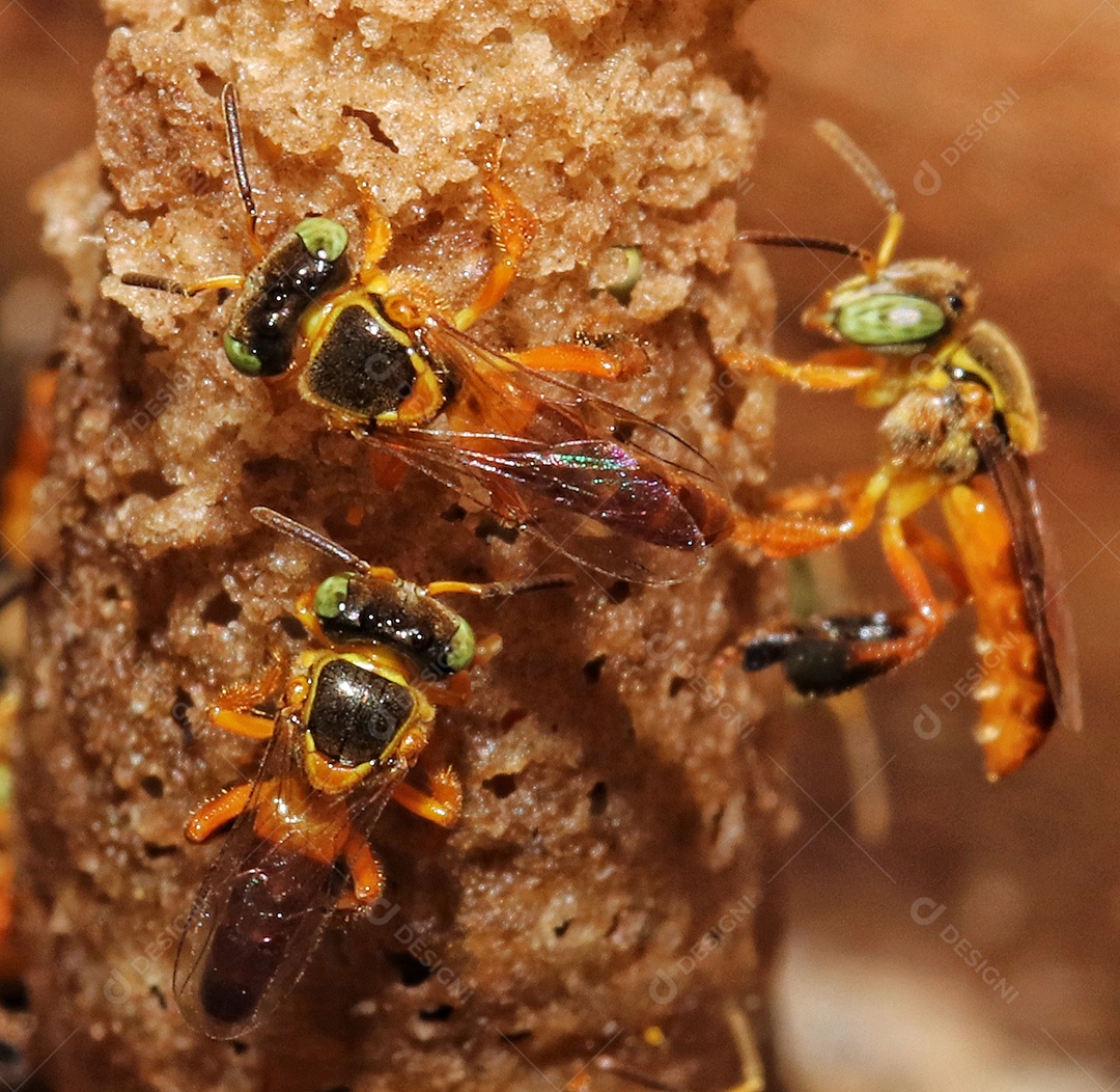 A jataí, Tetragonisca angustula, também chamada de jataí amarelo, abelha dourada, jati, abelha bebê, guarda-rios, abelha bota é uma abelha social da subfamília dos meliponídeos, amplamente distribuída no Brasil..