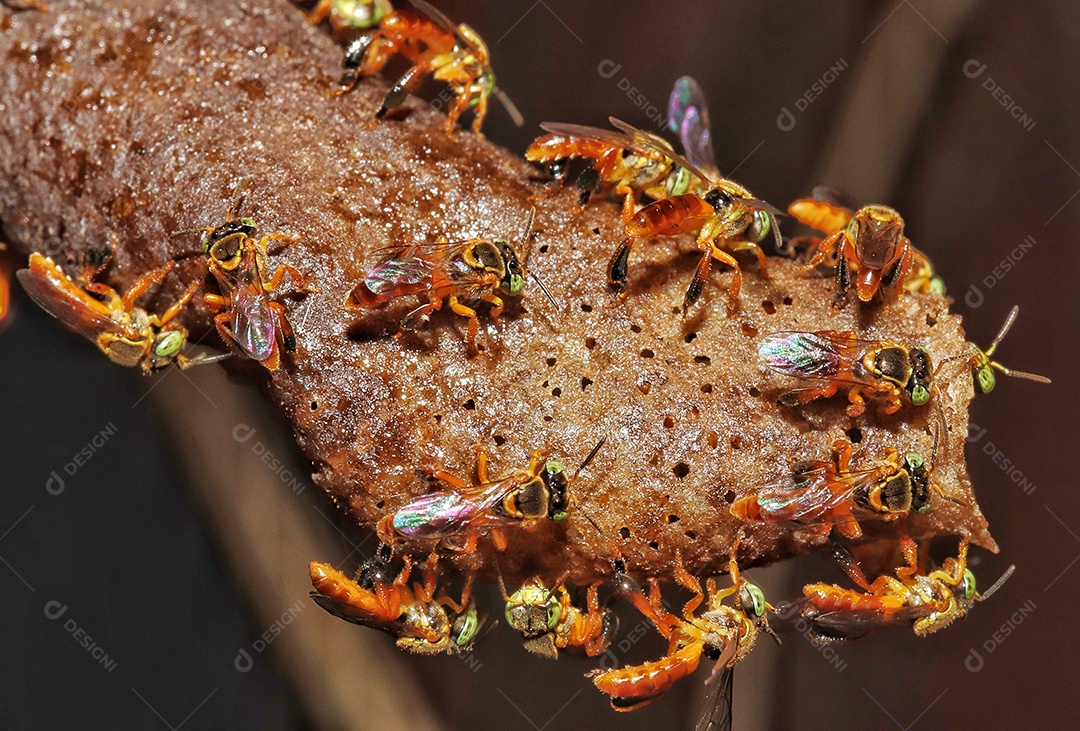 A jataí, Tetragonisca angustula, também chamada de jataí amarelo, abelha dourada, jati, abelha bebê, guarda-rios, abelha bota é uma abelha social da subfamília dos meliponídeos, amplamente distribuída no Brasil..