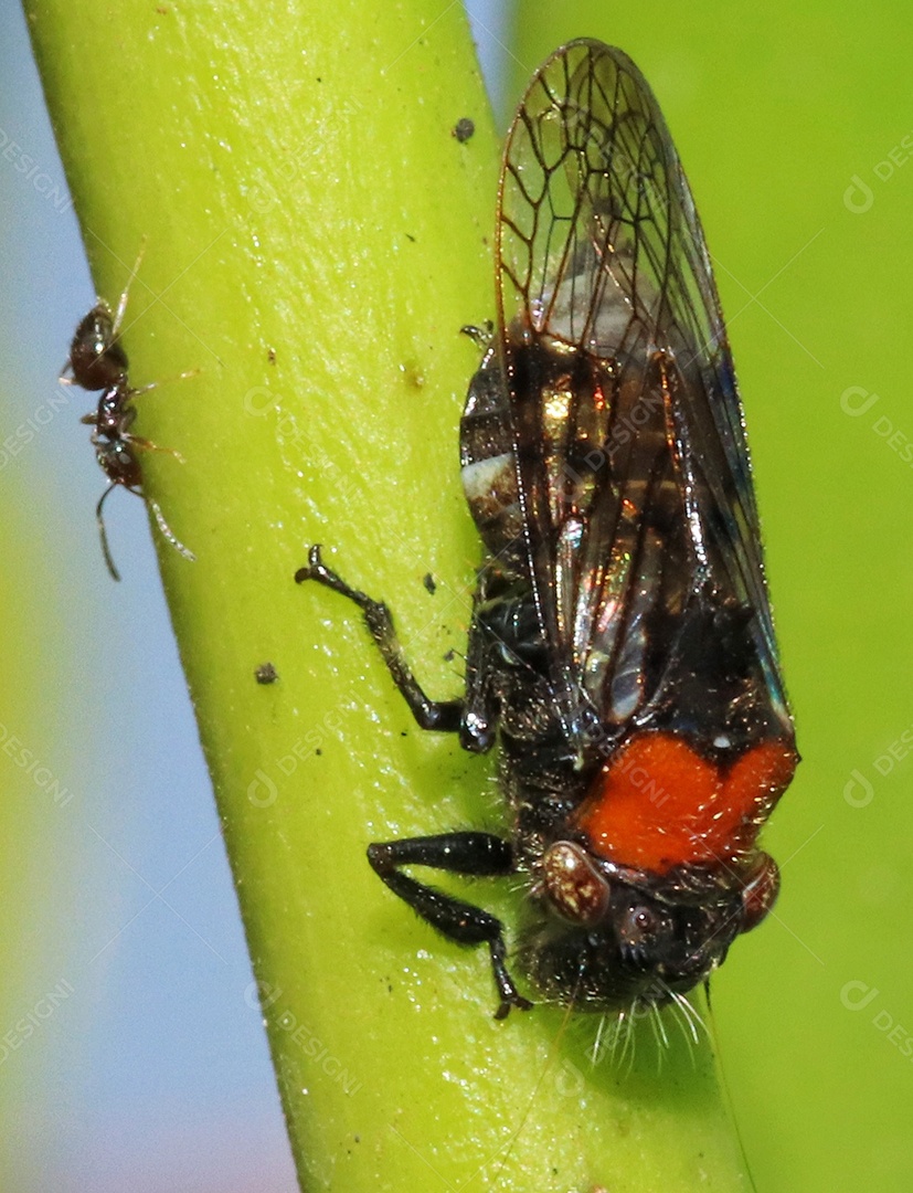 Inseto sobre floresta.