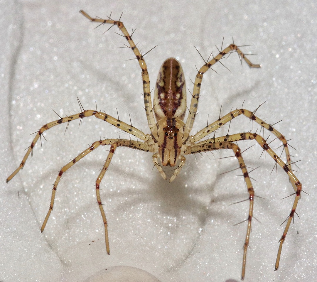 inseto sobre floresta.