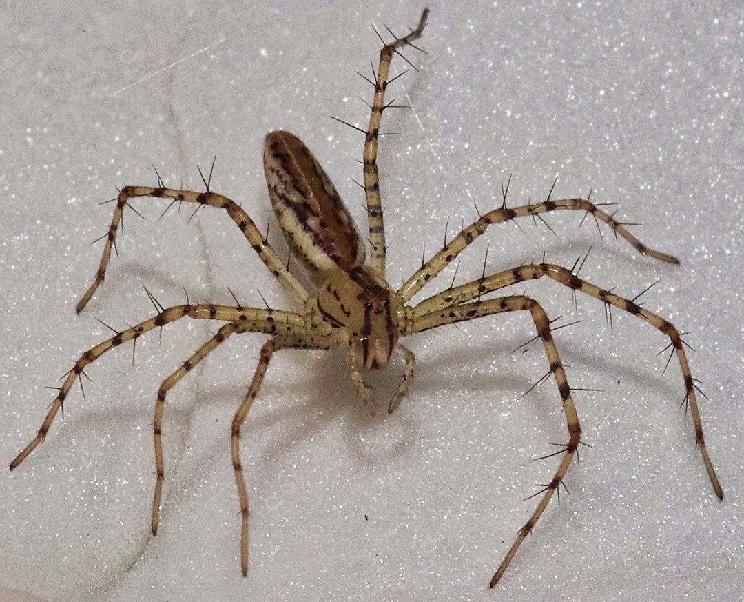 Inseto sobre floresta.