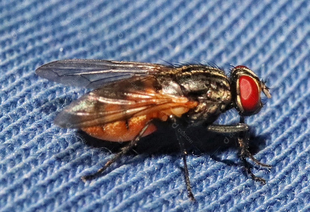 Foto macro de uma mosca doméstica..