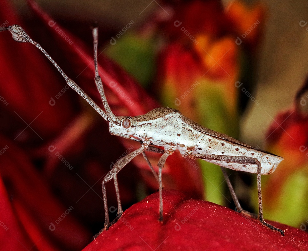 bela macro de inseto toda colorida..