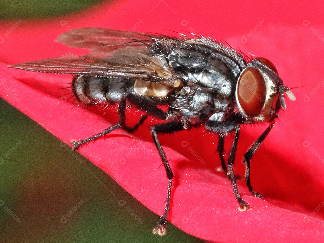Foto macro de uma mosca doméstica..