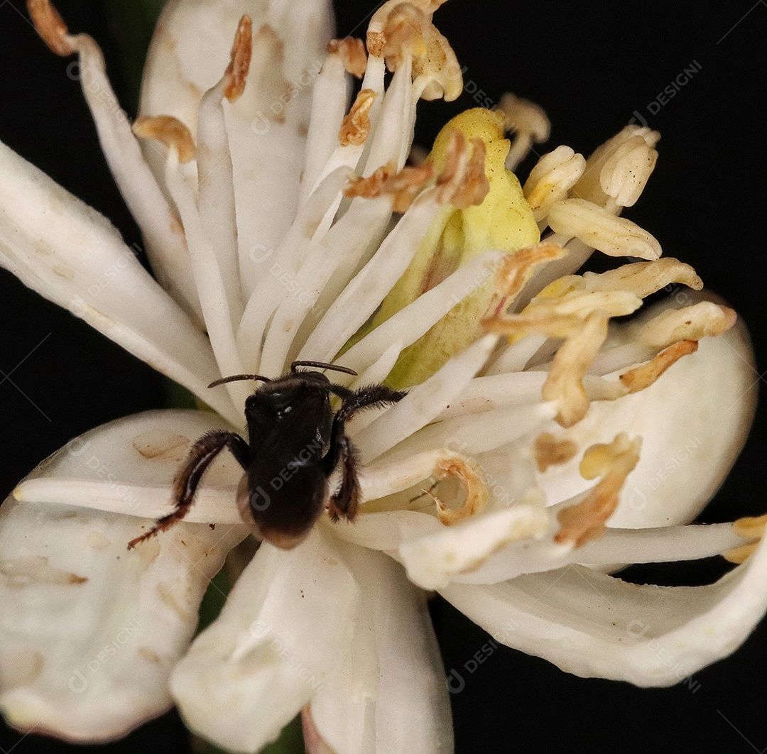 Inseto sobre floresta.