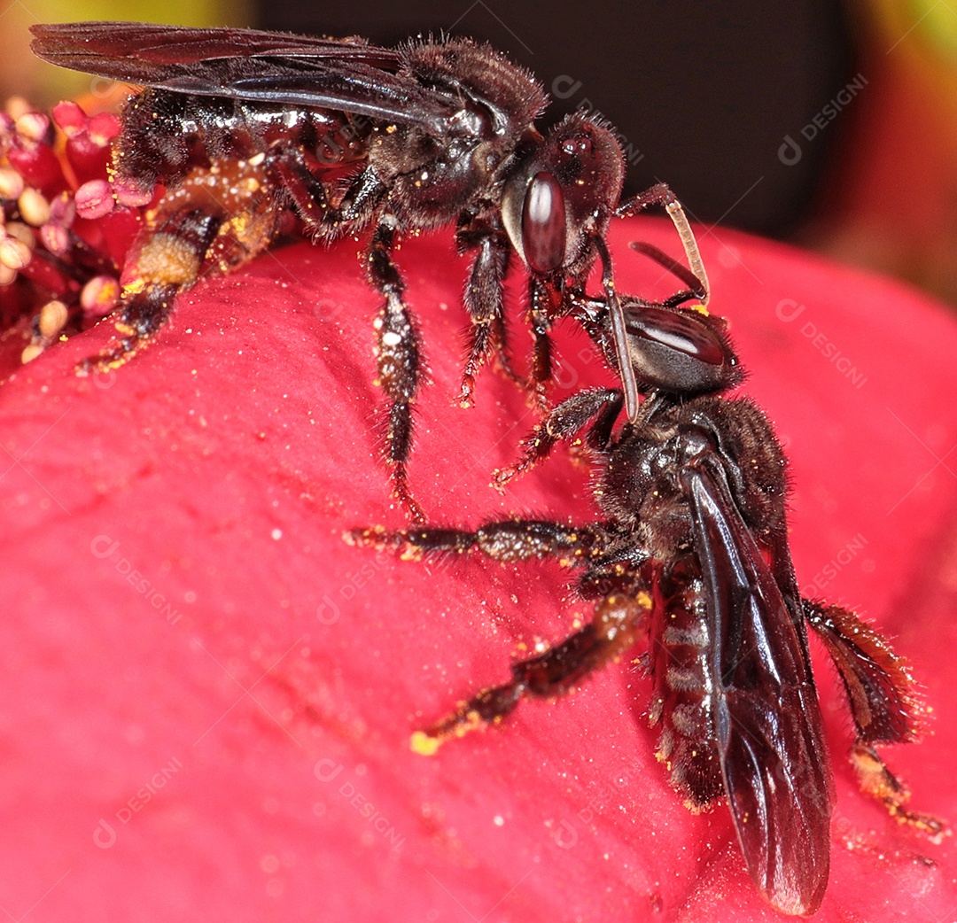 Fotografia macro de abelhas com pólen em seus corpos.