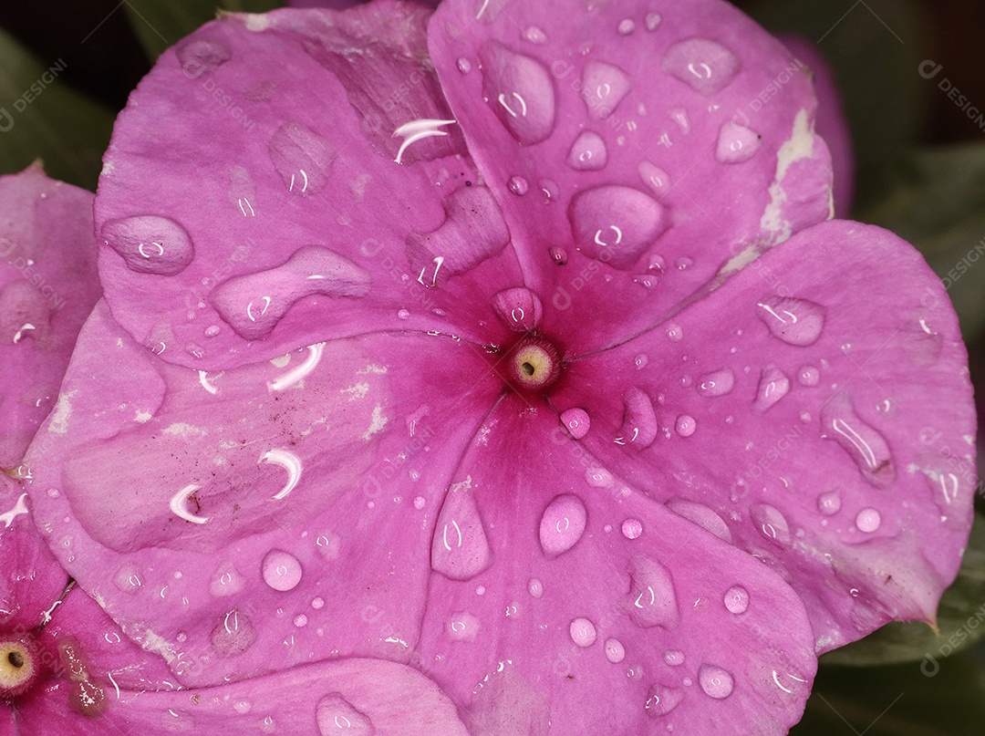 Lindas Flores rosas sobre floresta.