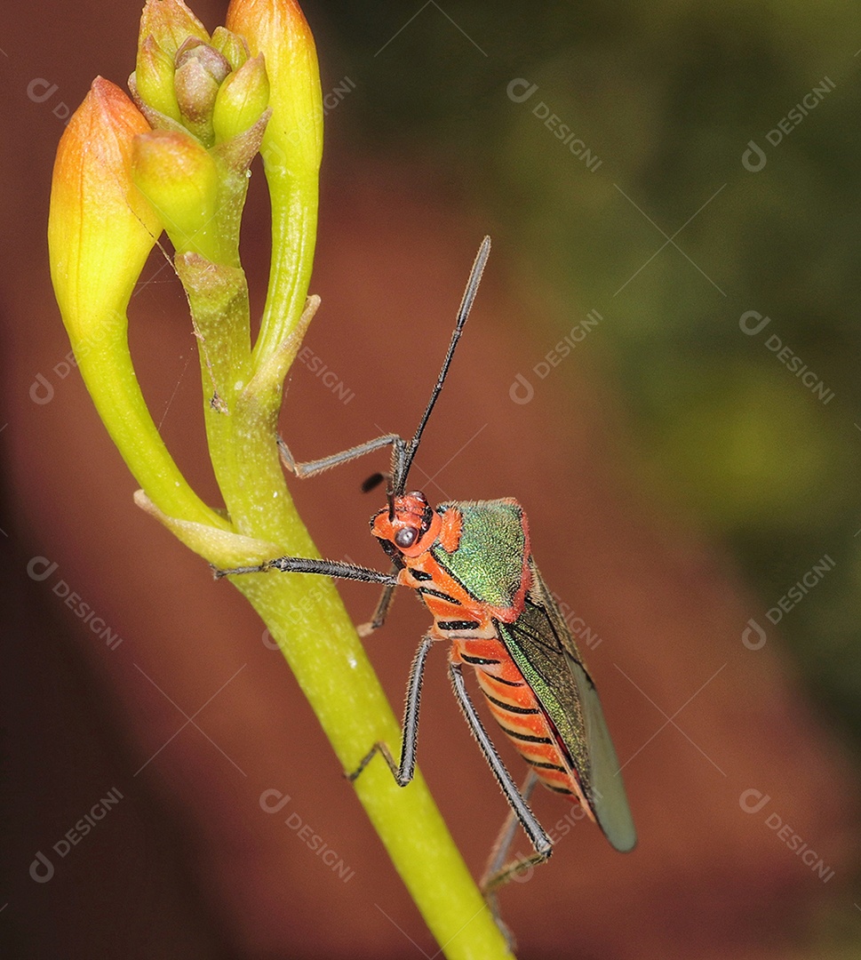 bela macro de inseto toda colorida..