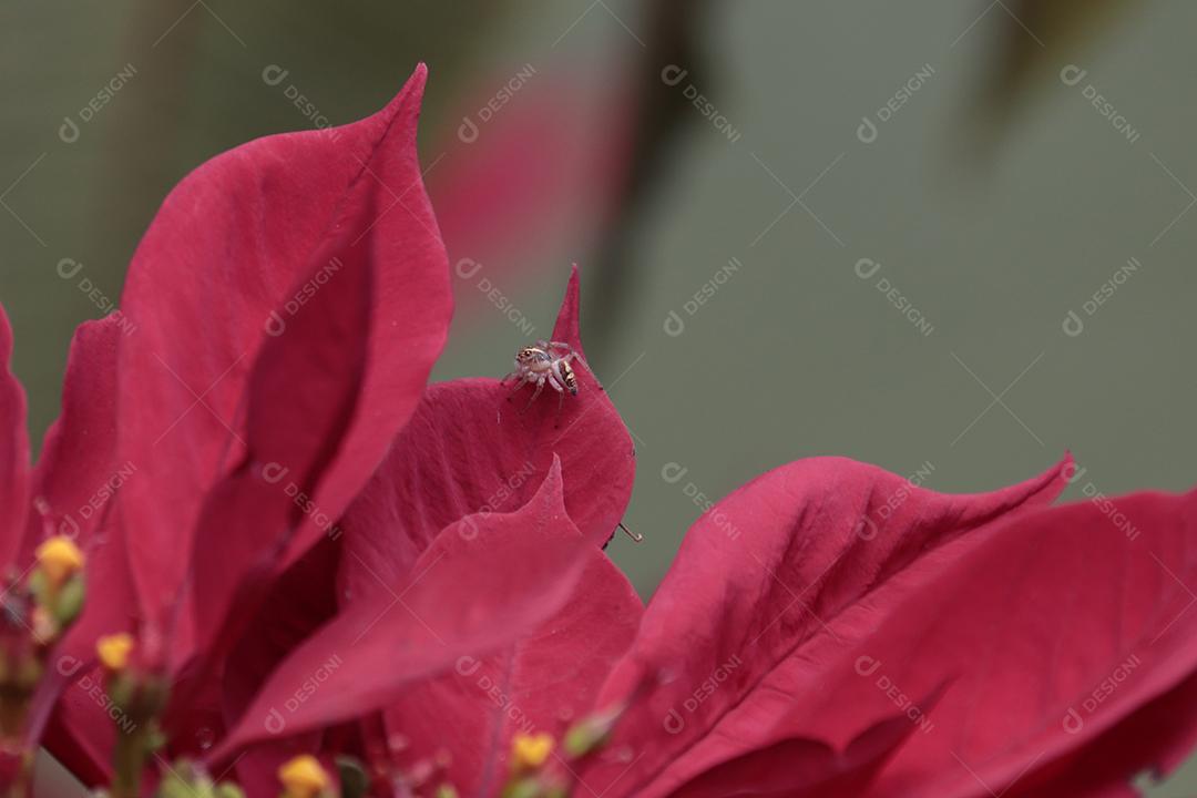 Folha vermelhas planta sobre floresta fundo desfocado
