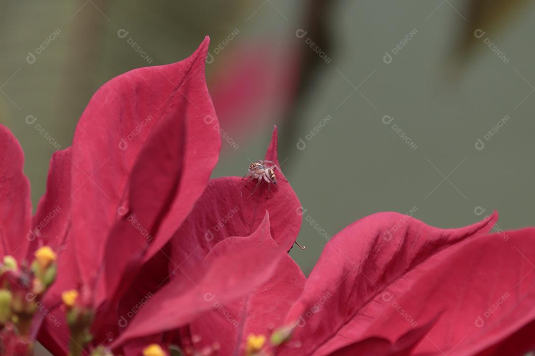 Folha vermelhas planta sobre floresta fundo desfocado