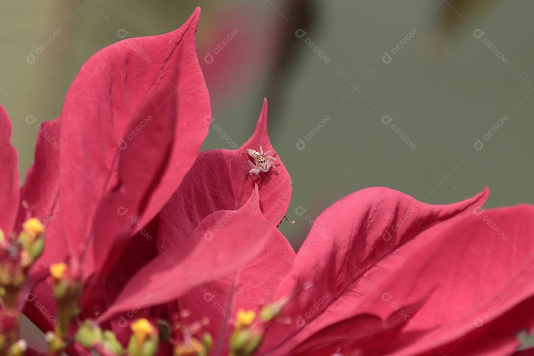 Folha vermelhas planta sobre floresta fundo desfocado