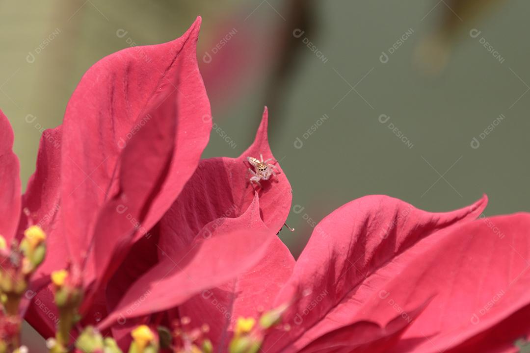 Folha vermelhas planta sobre floresta fundo desfocado