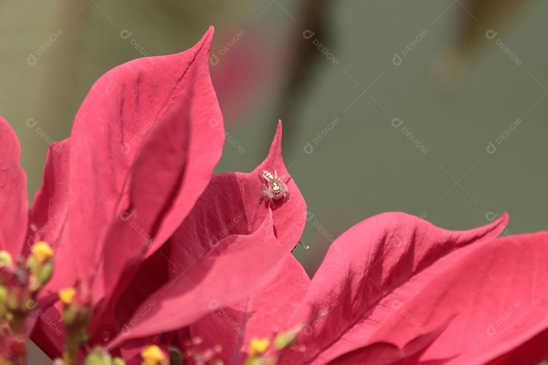 Folha vermelhas planta sobre floresta fundo desfocado