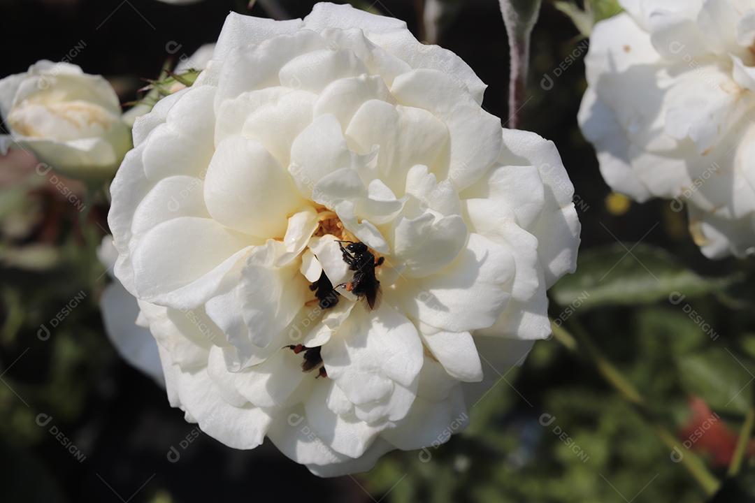 Flor flores branca arvore planta fotos imagem