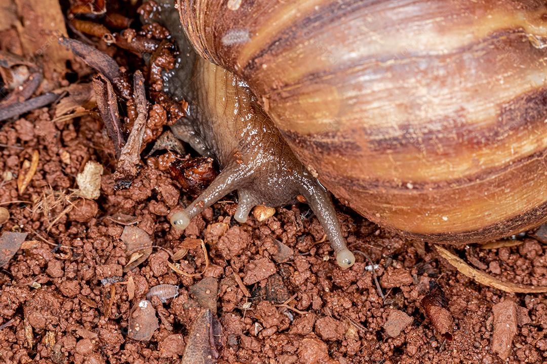 Fotografia macro dos olhos de uma concha africana (Achatina fulica). Molusco.