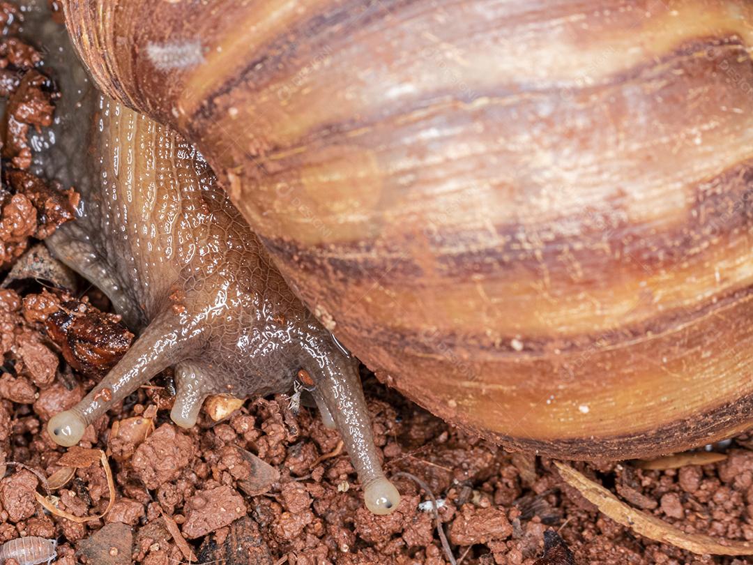 Fotografia macro dos olhos de uma concha africana (Achatina fulica). Molusco.