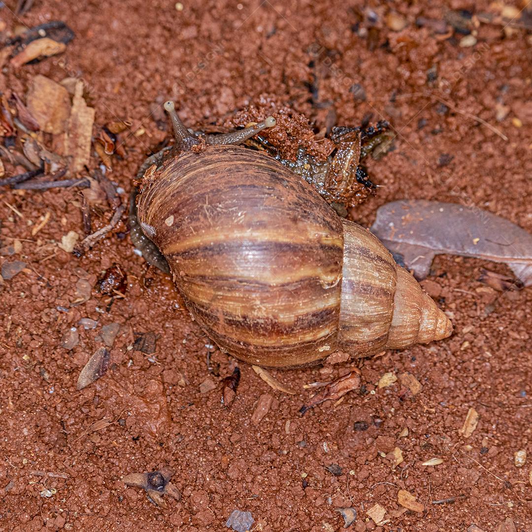 Fotografia macro dos olhos de uma concha africana (Achatina fulica). Molusco.