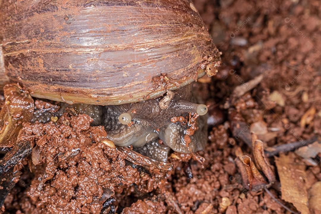 Fotografia macro dos olhos de uma concha africana (Achatina fulica). Molusco.