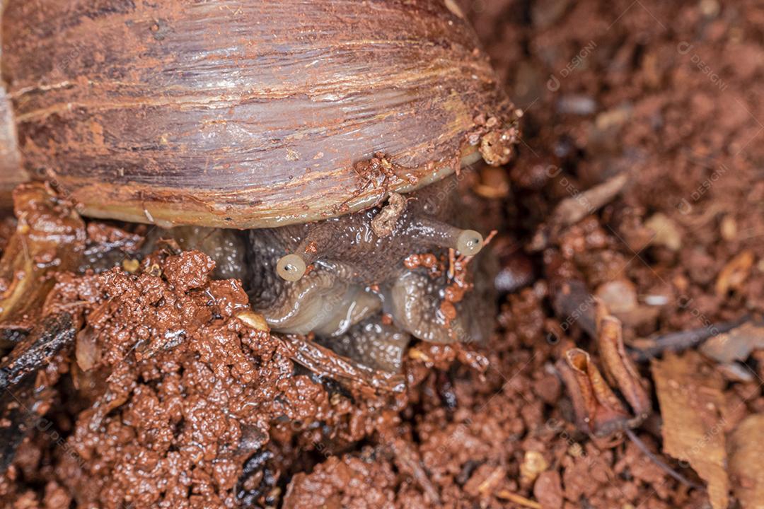 Fotografia macro dos olhos de uma concha africana (Achatina fulica). Molusco.