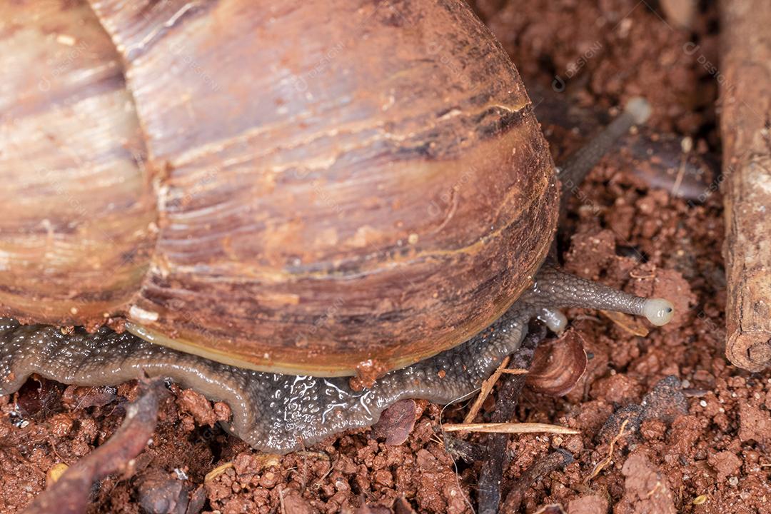 Fotografia macro dos olhos de uma concha africana (Achatina fulica). Molusco.