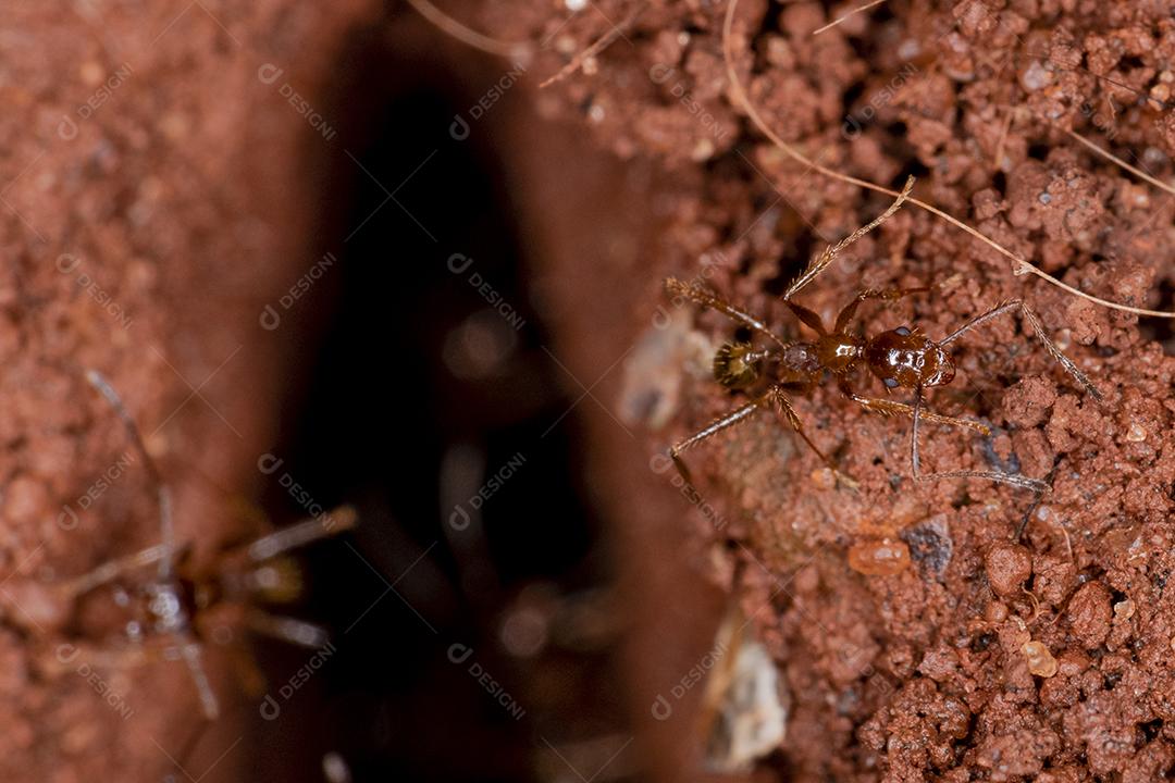 Fotografia macro dos olhos de uma concha africana (Achatina fulica). Molusco.