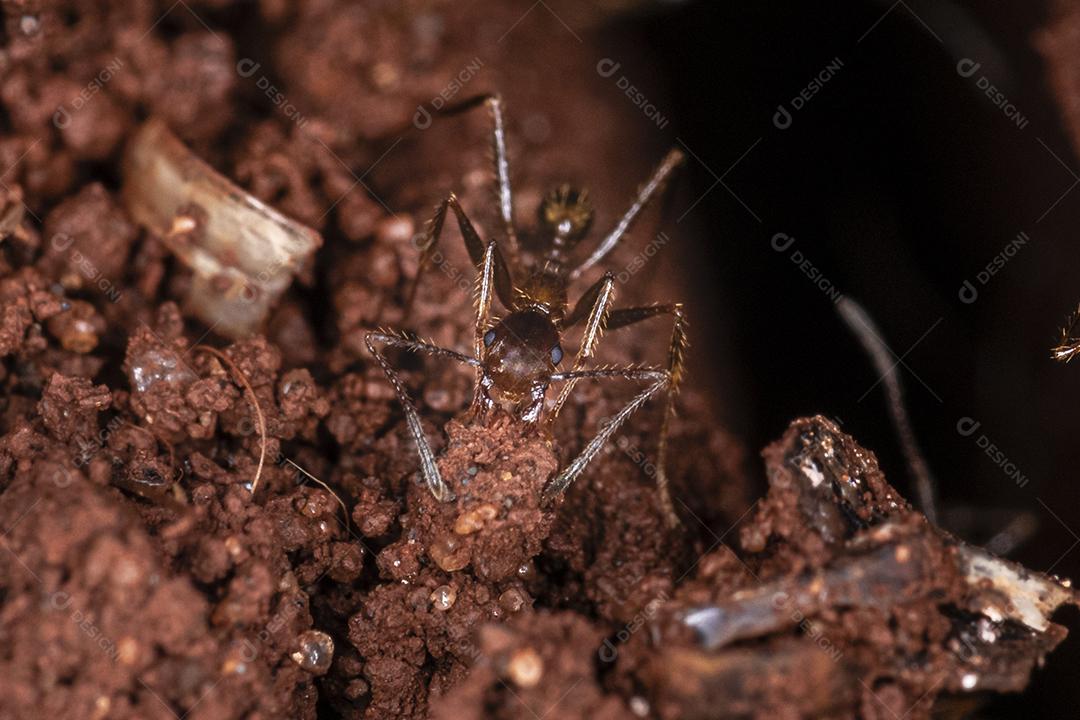 Fotografia macro dos olhos de uma concha africana (Achatina fulica). Molusco.