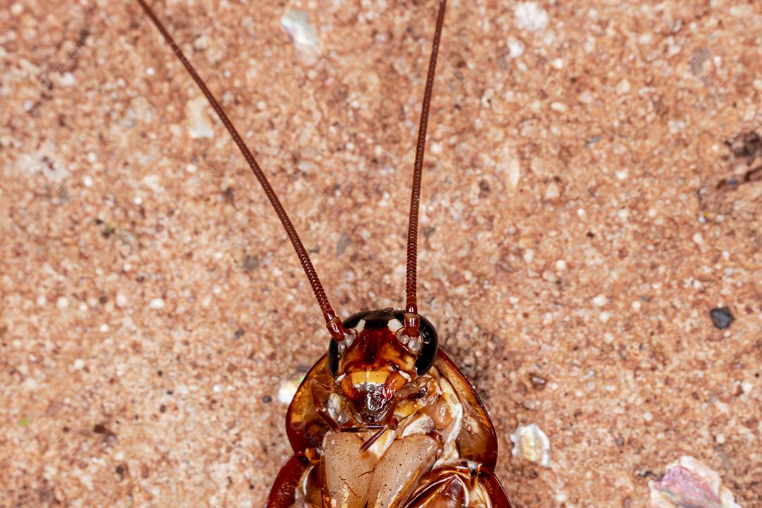 Foto aproximada de uma barata (Periplaneta americana). Eles transmitem bactérias, fungos, protozoários, vermes